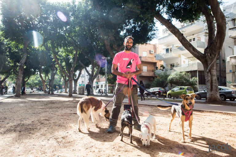 собаки в Тель-Авиве